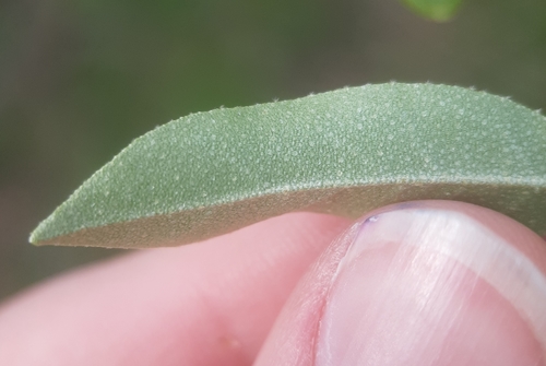 Elaeagnus umbellata