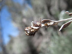 Dermacentor occidentalis