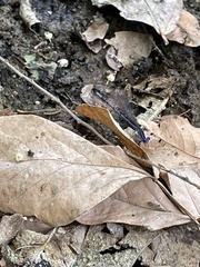 Argia extranea