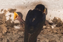 Hirundo rustica
