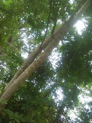 Bravaisia integerrima