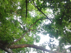 Bravaisia integerrima