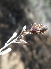 Dermacentor occidentalis