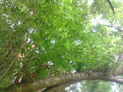 Bravaisia integerrima