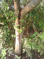 Bravaisia integerrima