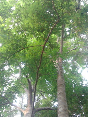 Bravaisia integerrima