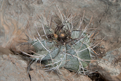 Astrophytum capricorne