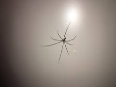 Smeringopus pallidus