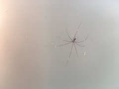 Smeringopus pallidus