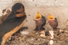 Hirundo rustica