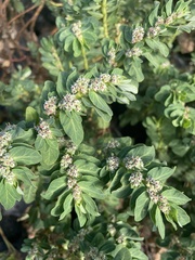 Euphorbia anthonyi