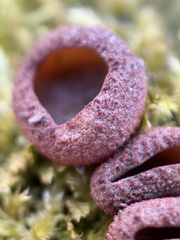 Plicariella