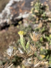 Brickellia peninsularis
