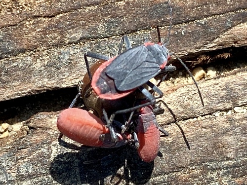 iNaturalist observation photo of Red-shouldered Bug