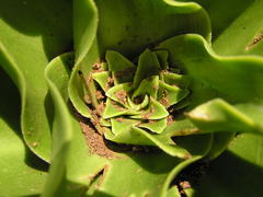Eucomis