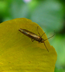 Micropterix calthella