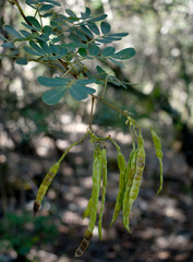 Senna gaudichaudii