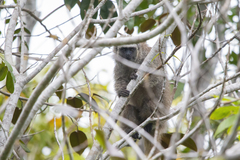 Callicebus melanochir