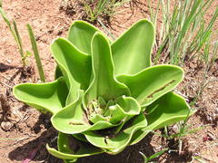 Eucomis