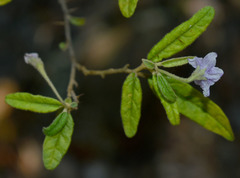 Solanum parvifolium