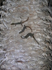 Xantusia extorris