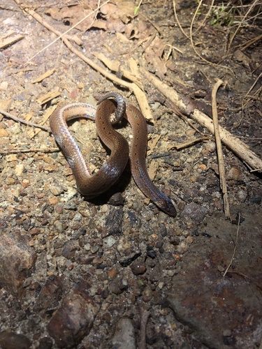 Photo of a Dunn's Ground Snake (Atractus dunni)