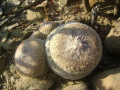 Epithelantha