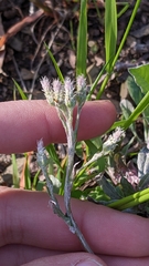 Antennaria parlinii fallax