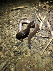 Atractus dunni