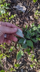 Antennaria parlinii fallax