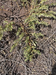 Euphorbia anthonyi