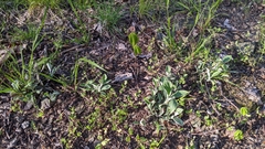 Antennaria parlinii fallax