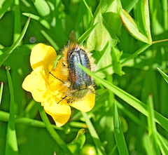 Pygopleurus humeralis