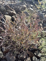 Cordylanthus rigidus rigidus