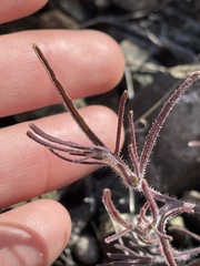 Cordylanthus rigidus rigidus