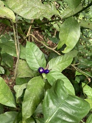 Psychotria suterella