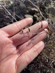 Cordylanthus rigidus rigidus