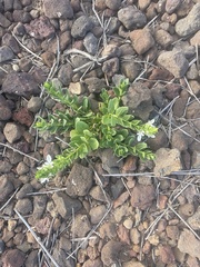 Teucrium townsendii