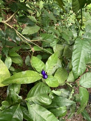 Psychotria suterella