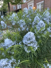 Amsonia rigida