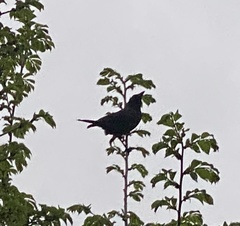 Sturnus vulgaris