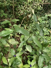 Psychotria suterella