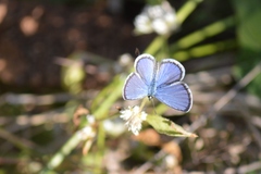 Hemiargus hanno