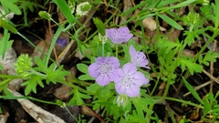 Phacelia hirsuta