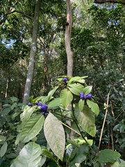 Psychotria suterella