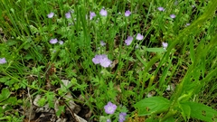 Phacelia hirsuta
