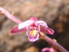 Eulophia hians hians