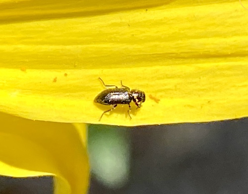 iNaturalist observation photo of Soft-winged Flower Beetles