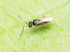 Ceraphronoidea