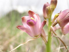 Eulophia hians hians